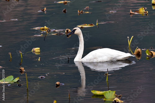 Trumpeter swan on an Alaskan pond