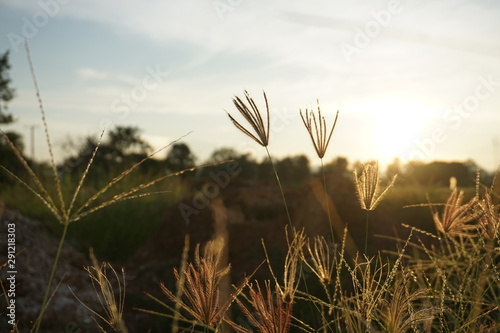 grass and sky