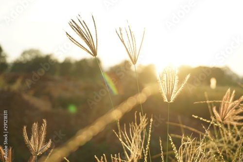 ears of wheat in the field
