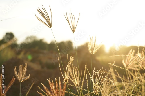 ears of wheat on background of blue sky