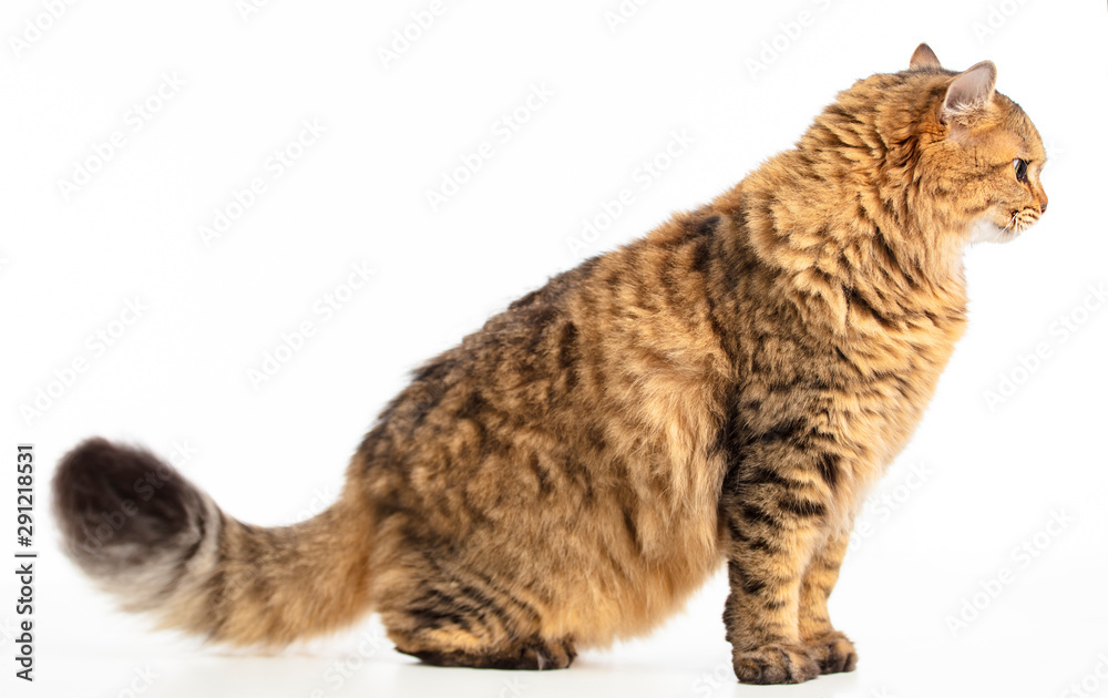 side view beautiful Siberian cat isolated on white side view beautiful Siberian cat isolated on white