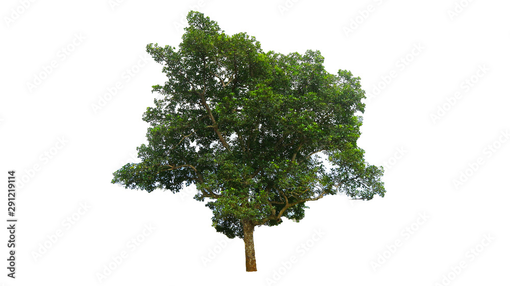 Fototapeta premium Tree isolated on a white background