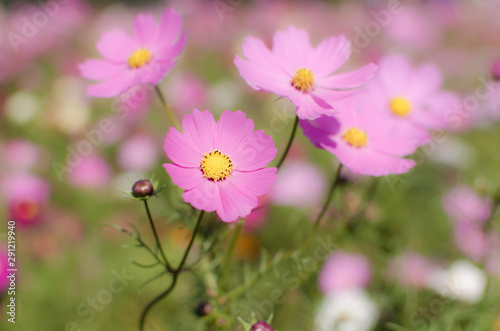 Cosmos In Full Bloom In Japan. © 志剛 趙