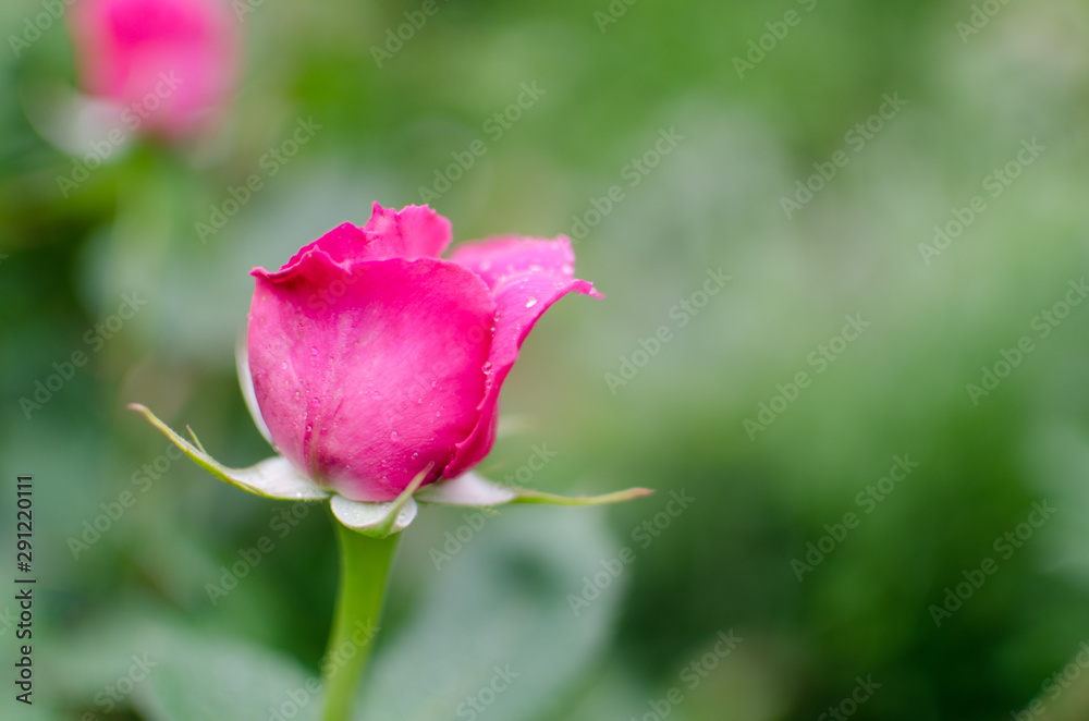 Beautiful Rose In Garden After Rain.