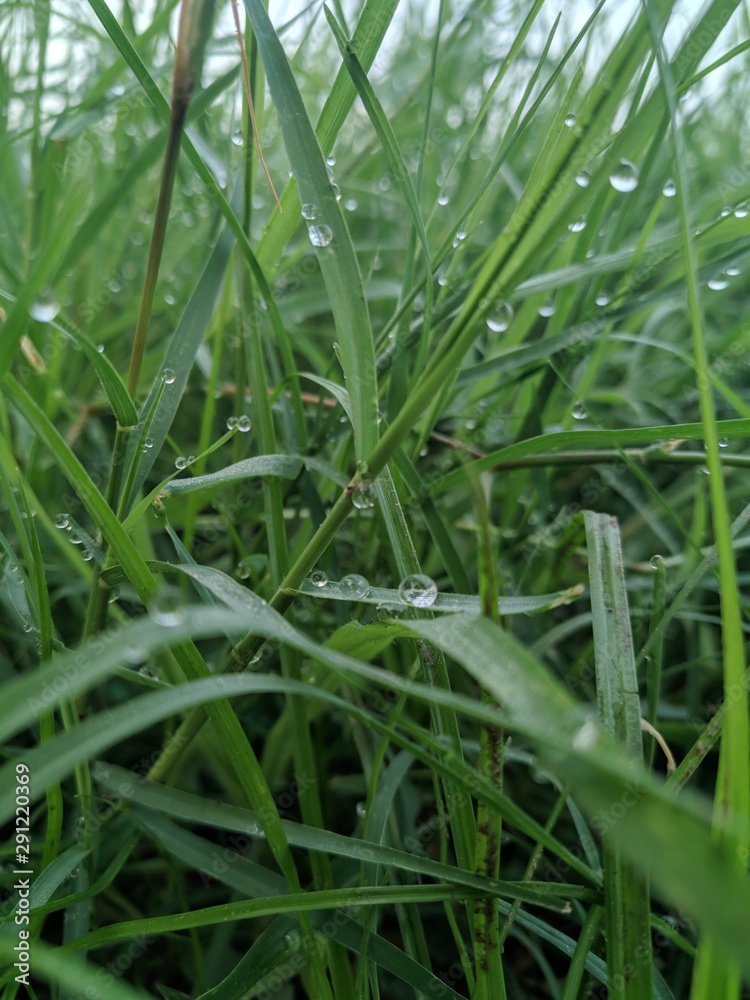 Water Drop Water Drop