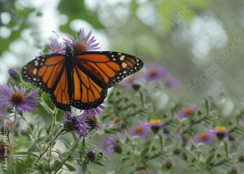 Monarch butterfly and light purple cone flowers