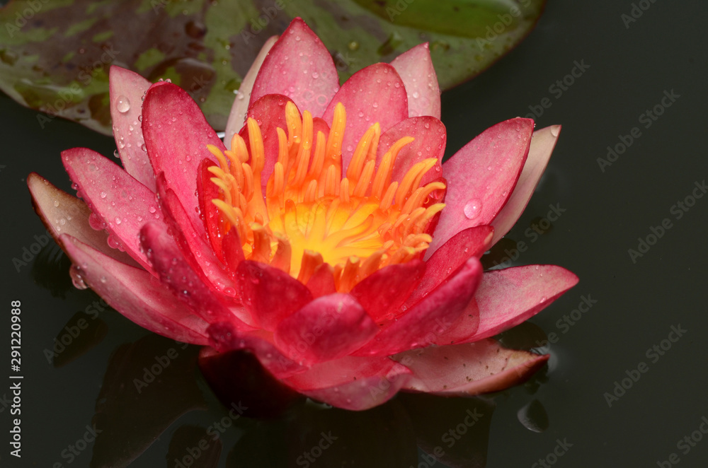 Take close-up pictures of lotus flowers in bright colors and see beautiful petals arranged naturally. Take close-up pictures of lotus flowers in bright colors and see beautiful petals arranged naturally.
