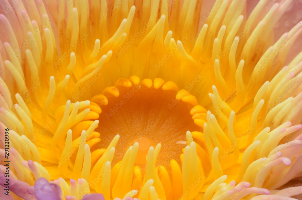Take close-up pictures of lotus flowers in bright colors and see beautiful petals arranged naturally.