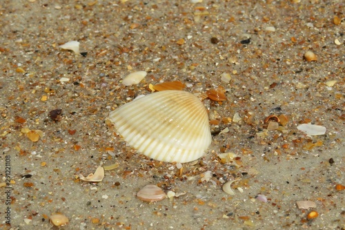 Seashells on the beach in Atlantic coast of North Florida