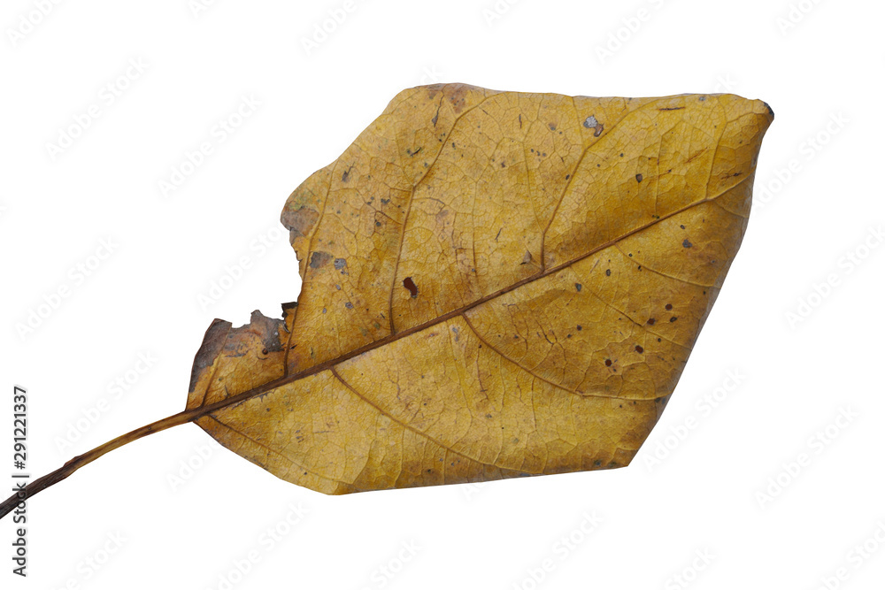 Fototapeta premium Brown dry leaf Isolated on white background