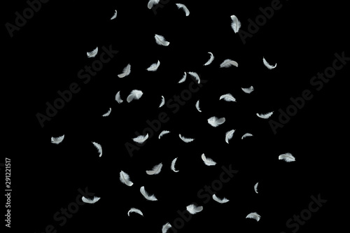 abstract group of white feathers falling down in the air, black background