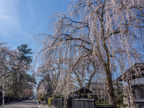 角館 しだれ桜