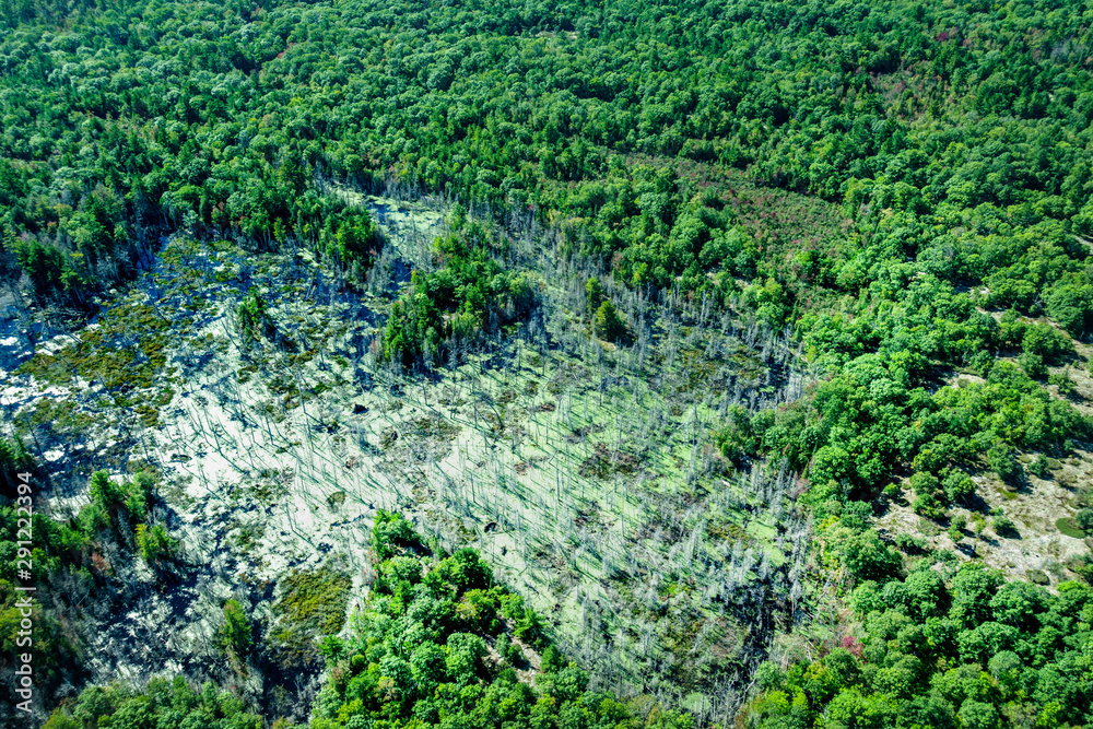 Pond amidst green trees Pond amidst green trees