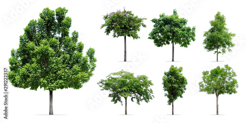 trees collection isolated on white background
