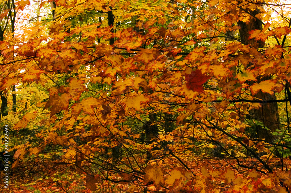 Fall's forest in Killarney Provincial Park.. Fall's forest in Killarney Provincial Park..