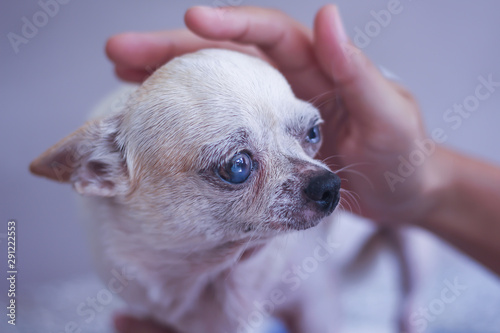 Old white chihuahua dog and ownner hand with love touching