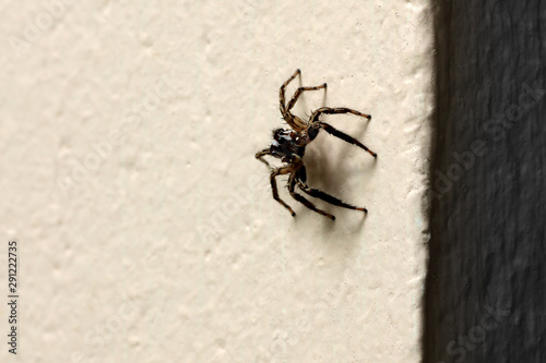 small jumping spider on the wall background