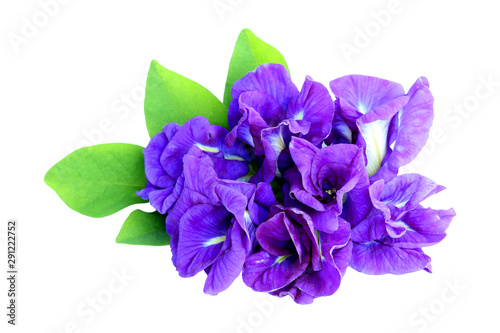 Butterfly pea flower isolated on white background