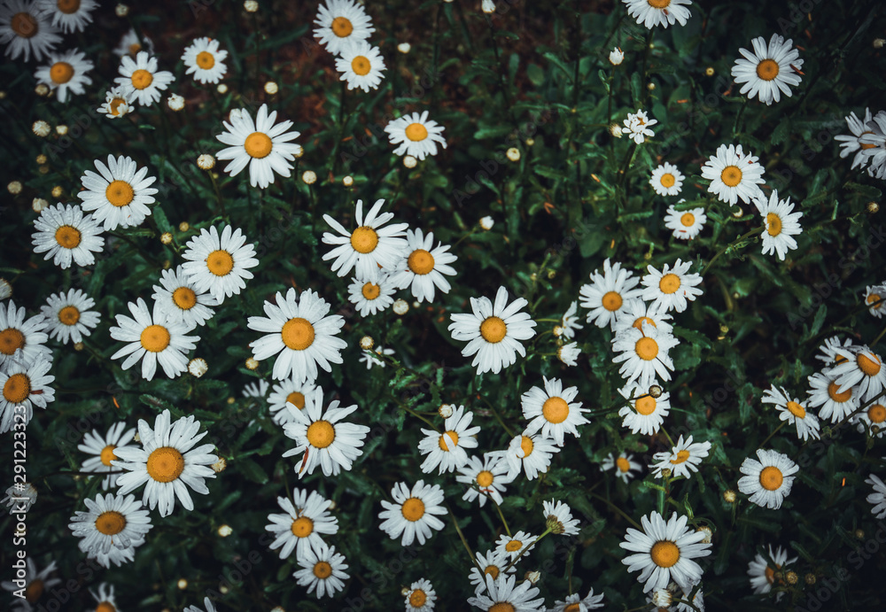 camomile flower sence of nature background camomile flower sence of nature background