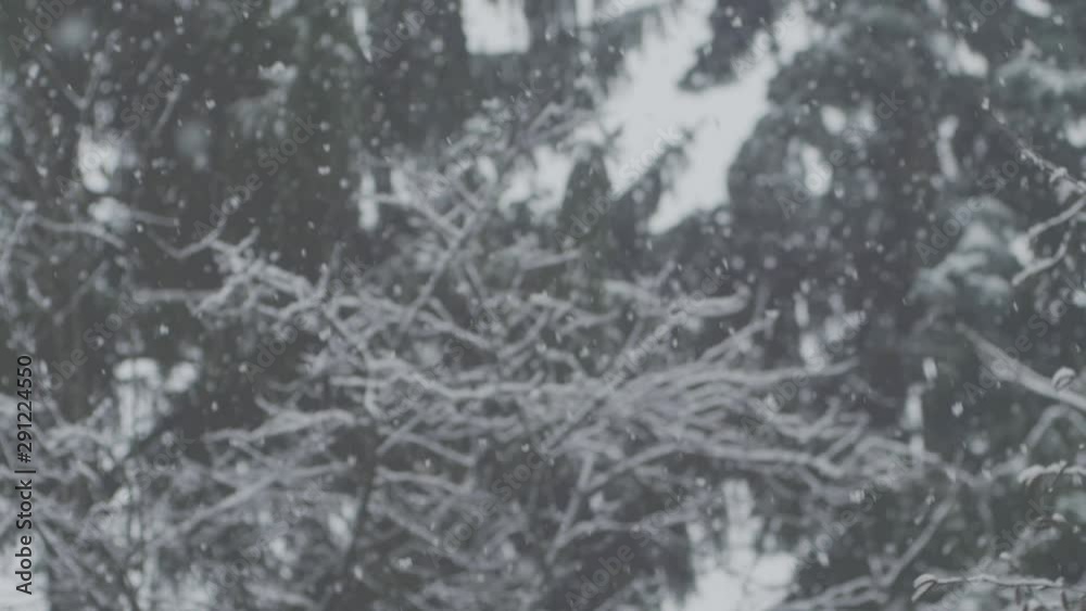 SLOW MOTION: POV shot of heavy snowfall, some spruce trees in the background. The camera rotates a little. SLOW MOTION: POV shot of heavy snowfall, some spruce trees in the background. The camera rotates a little.