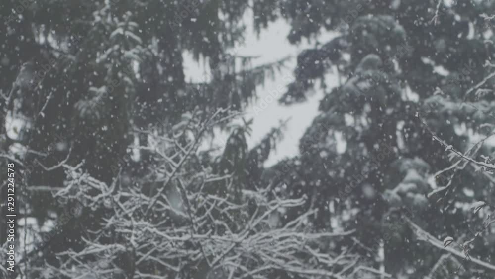 SLOW MOTION: Heavy snowfall, some spruce trees in the background. SLOW MOTION: Heavy snowfall, some spruce trees in the background.