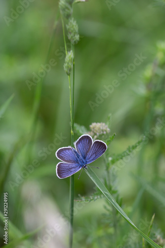 common blue butterfly on a grass leaf in mountain meadow during summerin the alps photo