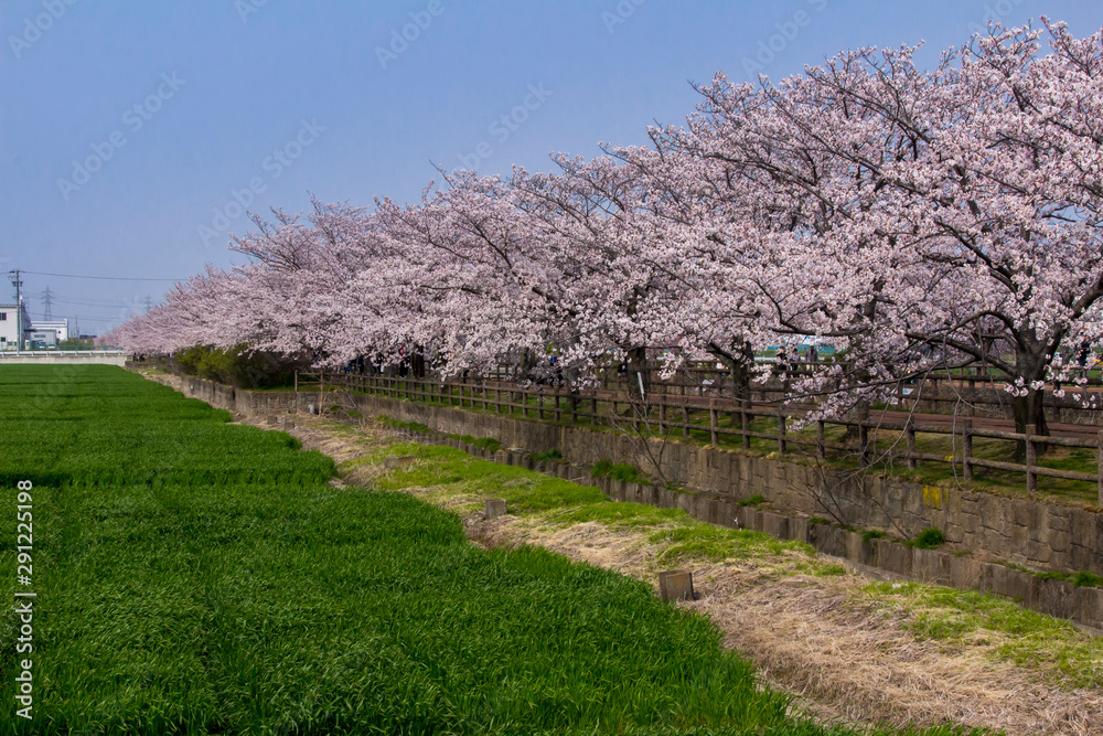 桜ネックレス／愛知県稲沢市