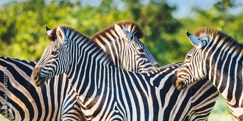 Three Common Zebra grooming in bright colors