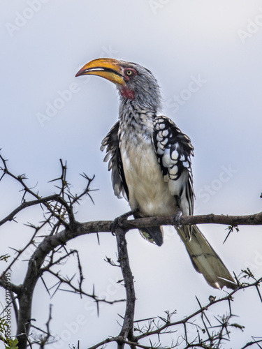 Southern yellow billed hornbill photo
