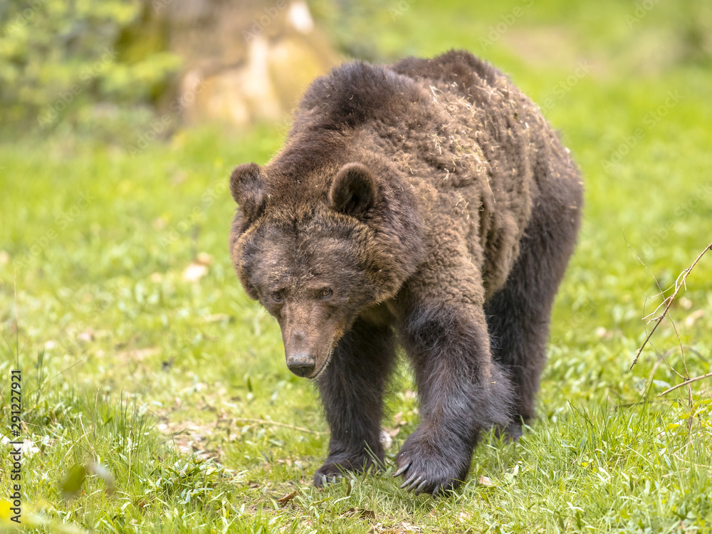 Walking European brown bear