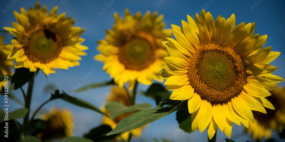 Obraz premium Panorama of sunflowers on background blue sky
