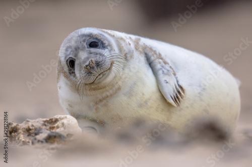 Cute baby harbor seal
