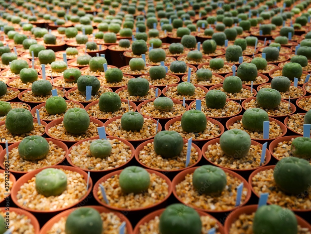 Obraz premium Collection of cactus plants in pots. Small ornamental plant. Selective focus