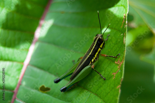 Multicolored (black, yellow and green) grasshopper on leaf. Amazonas, Colombia © MauraCallejas