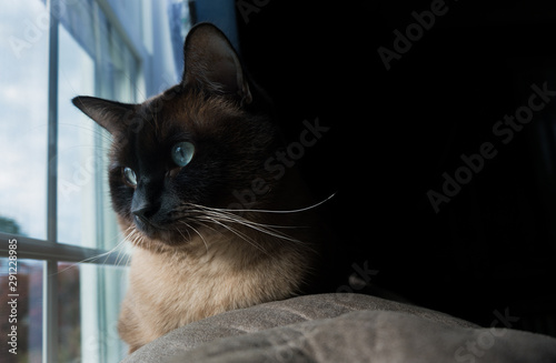 Siamese Cat looking out the window