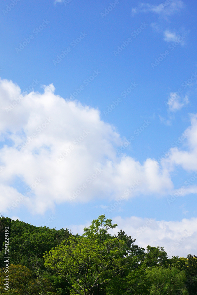 森と空の風景