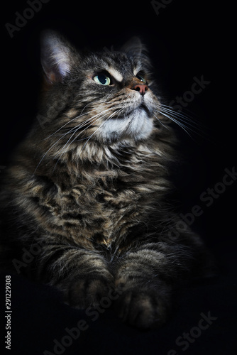 Maine coon. Cat looking up