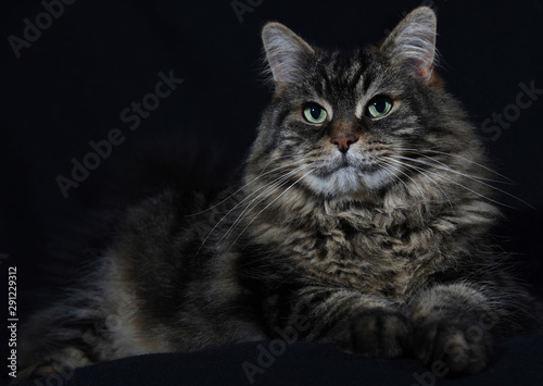 Maine coon. Cat lying. Background black