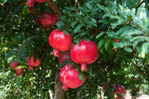 Bild auf Leinwand Red pomegranate trees with full of fruits