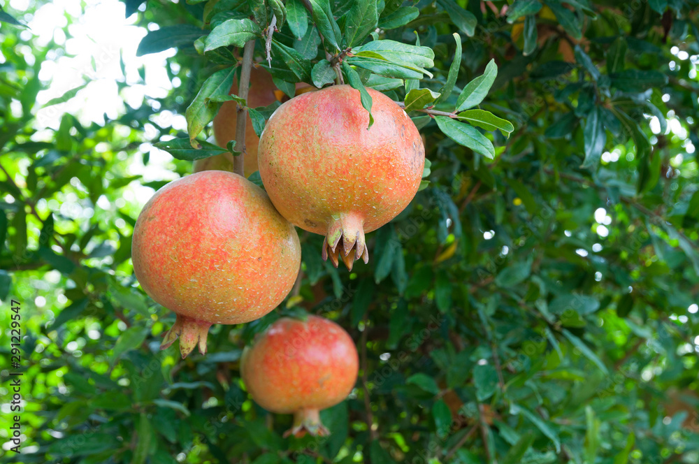 Red pomegranate trees with full of fruits Red pomegranate trees with full of fruits