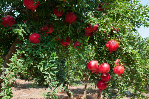 Red pomegranate trees with full of fruits