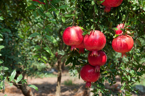 Red pomegranate trees with full of fruits photo