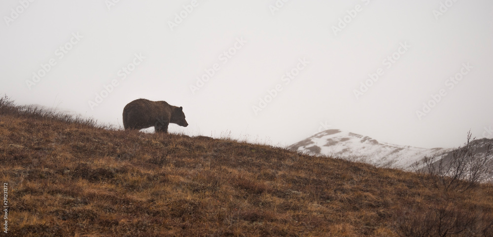 A lonely bear staring at the snow mountain