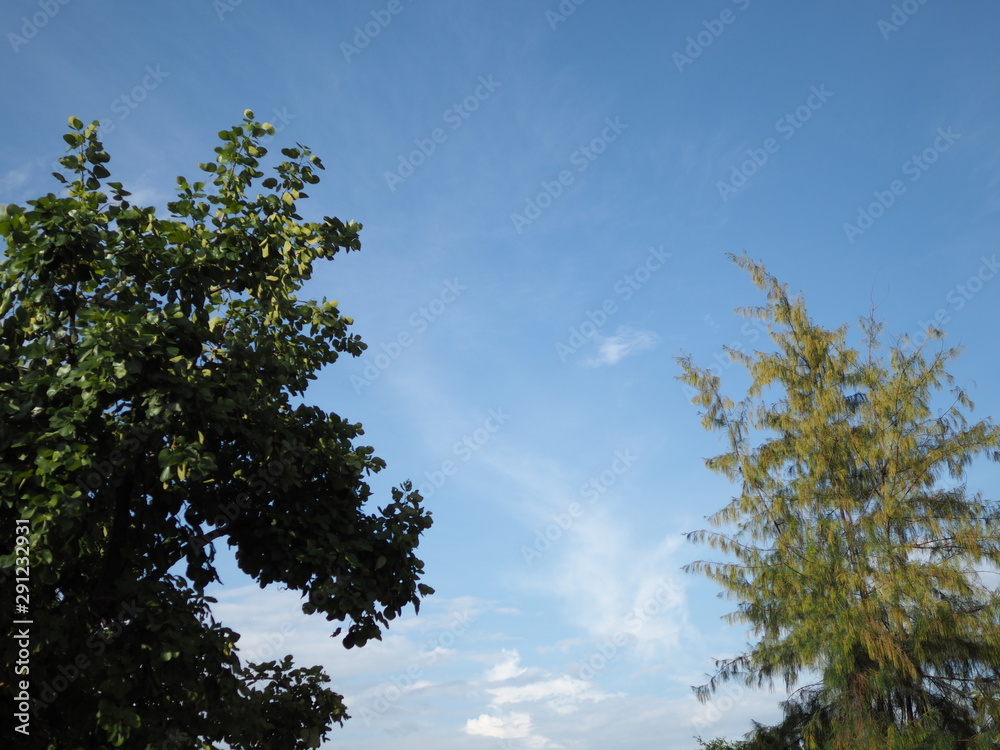 Obraz premium OLYMPUS DIGITAL CAMERA