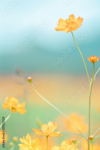 yellow flowers on background of blue sky