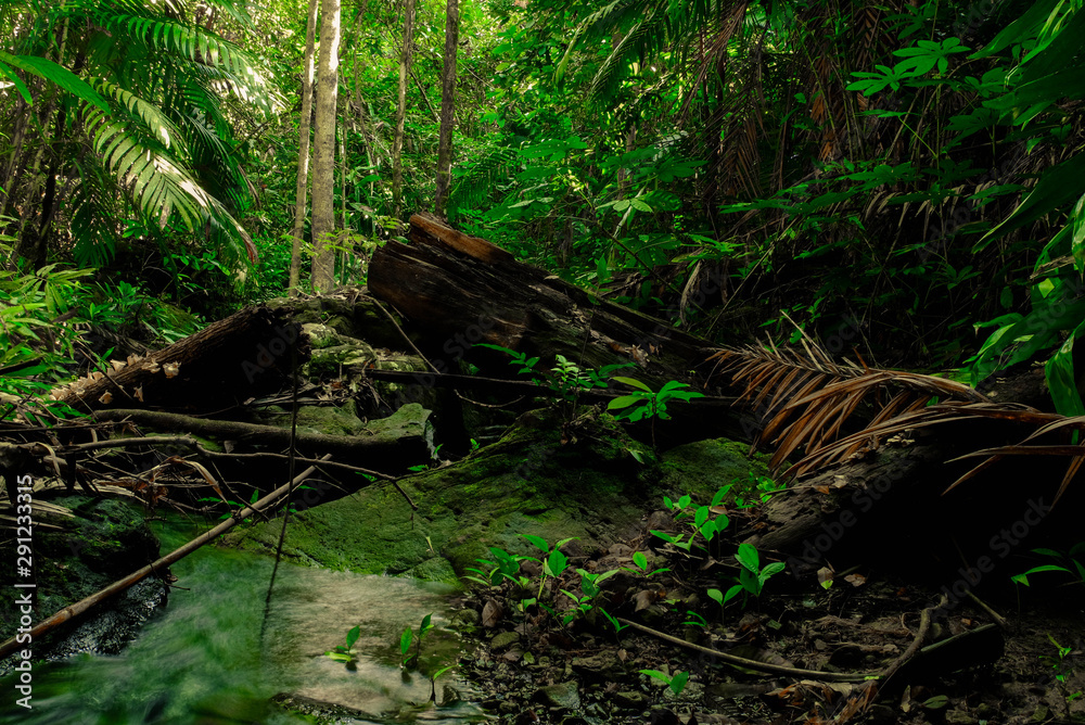 Fototapeta premium The abundance of rainforests with dead wood and verdant moss