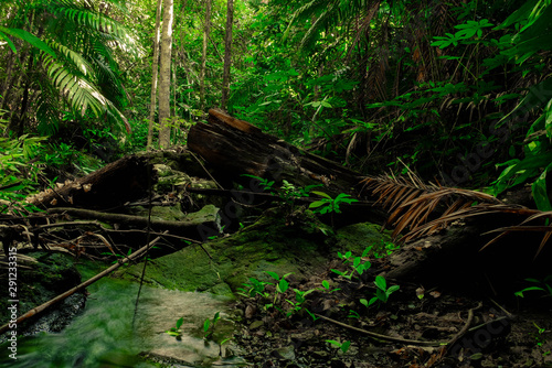 The abundance of rainforests with dead wood and verdant moss