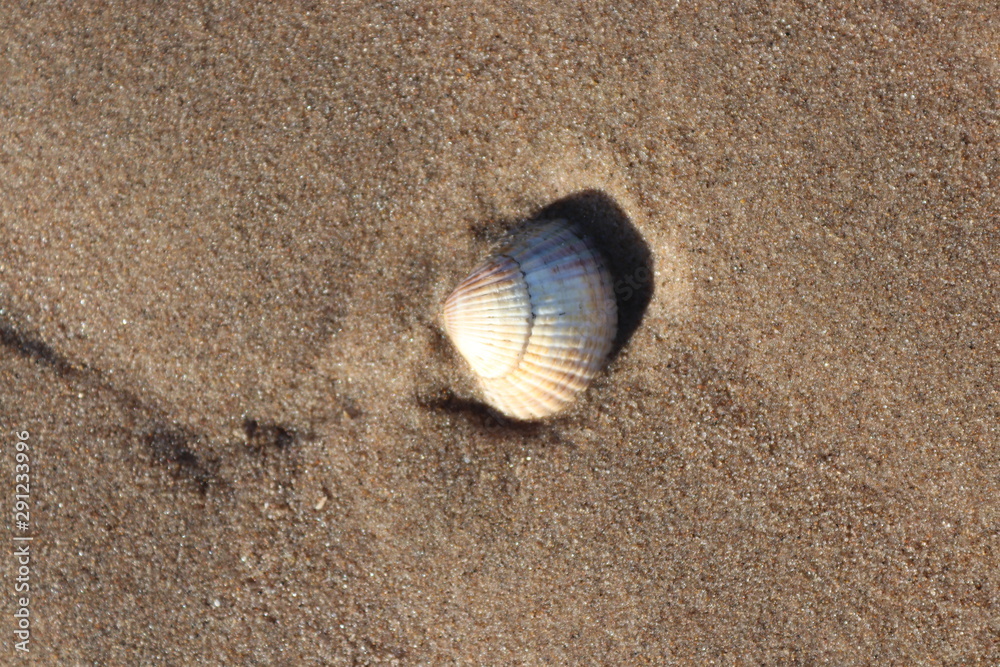 shell on the beach
