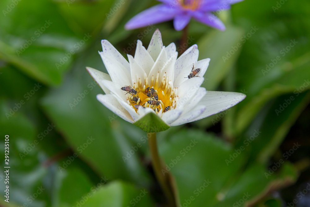 Bee keeping pollen grain a Lotus flower, focus selective. Bee keeping pollen grain a Lotus flower, focus selective.