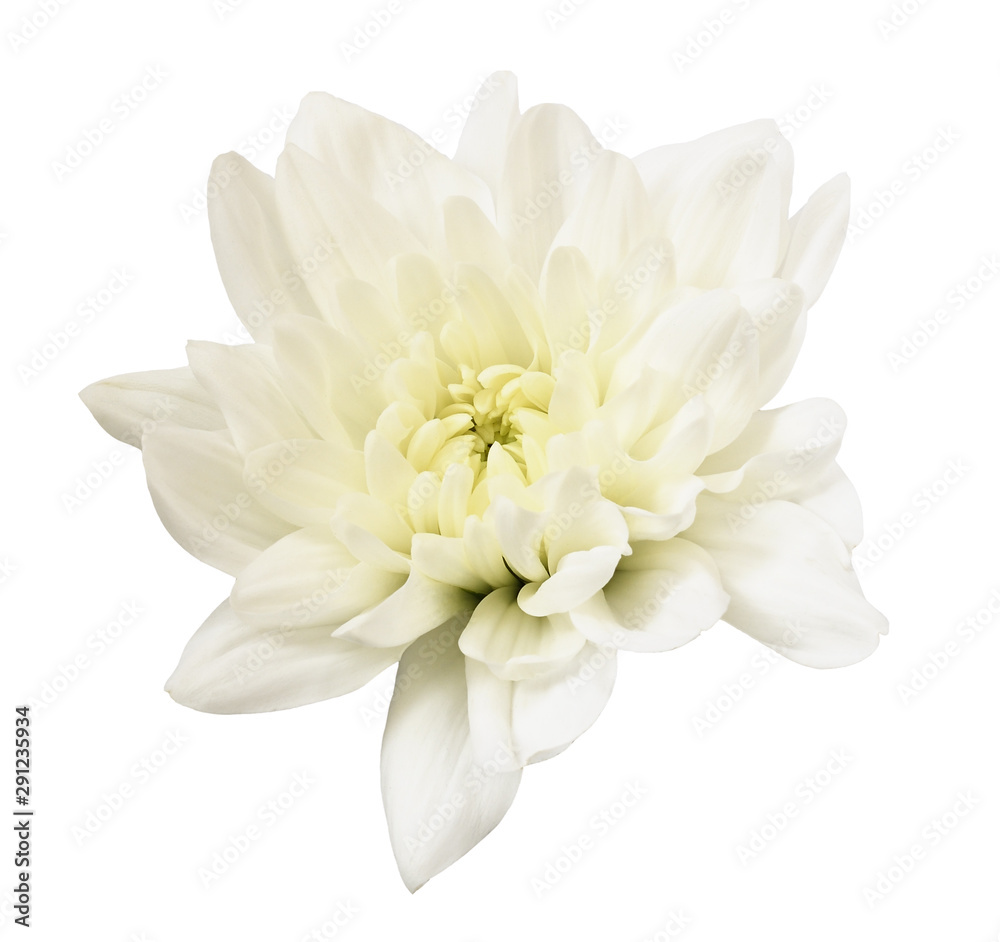 White chrisanthemum flower